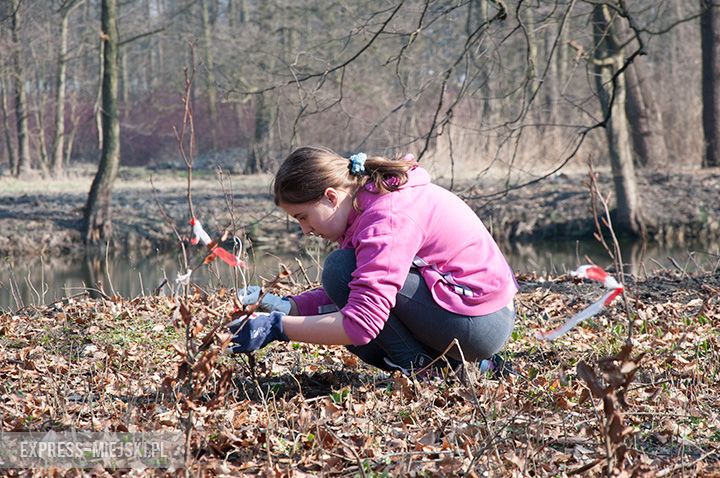 Akcja sadzenia drzewek na terenie parku
