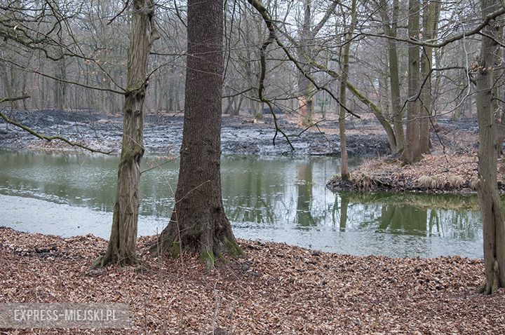 Rewitalizacja parku w toku