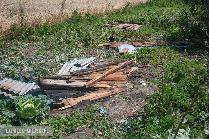 Sikorzyce (gm. Kostomłoty). Zniszczone uprawy