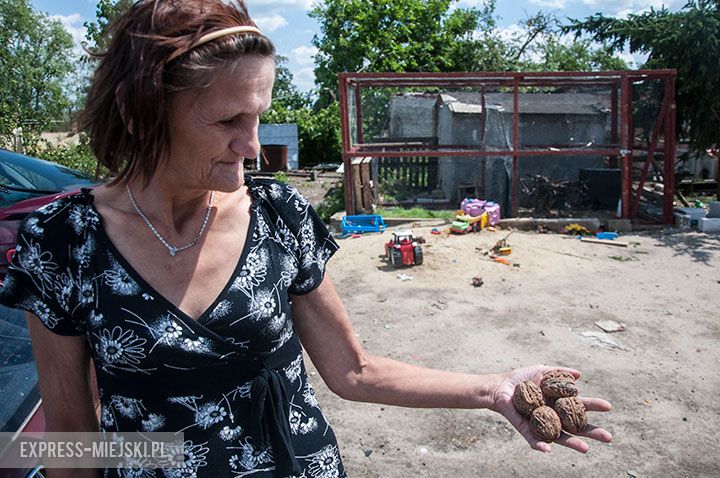 Sikorzyce (gm. Kostomłoty). Z relacji mieszkańców oraz z dokonanych zniszczeń wynika, że grad, który spadł 19 lipca w nocy był wielkości większego orzecha lub jajka