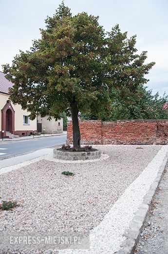 Odrestaurowany plac ze starą lipą