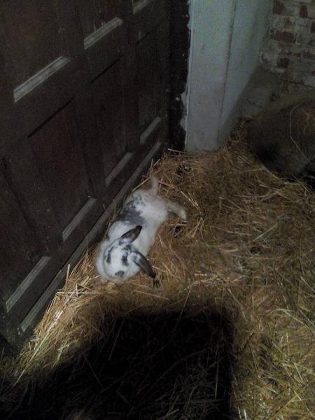 Kolędowanie w Miękini