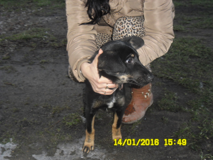 Szczeniaczek szuka domu