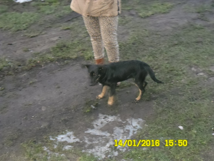 Szczeniaczek szuka domu