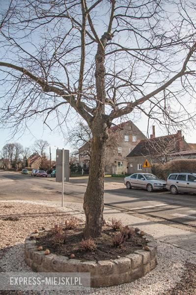 Stuletnia lipa, w pobliżu której rok temu wkopano kapsułę czasu