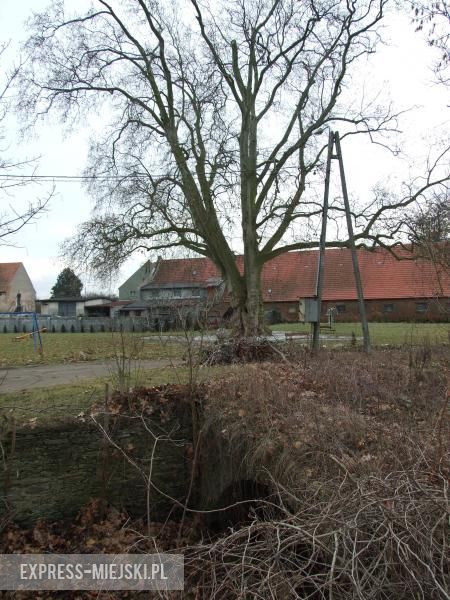 Widok z terenu dawnego pałacu na platan Cesarz i zabudowania folwarczne 