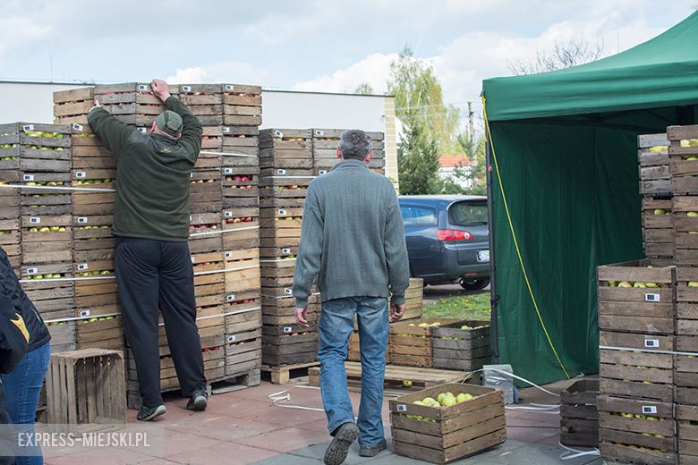 Akcja rozdawania bezpłatnych jabłek w Miękini