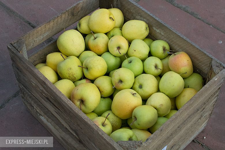 Akcja rozdawania bezpłatnych jabłek w Miękini