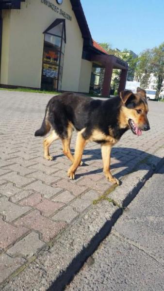 Pies został znaleziony na terenie Środy Śląskiej