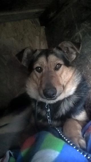 Pies został znaleziony na terenie Środy Śląskiej