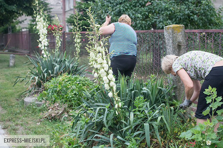 Sprzątanie Bukówka