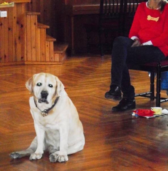 Warsztaty z dogoterapii