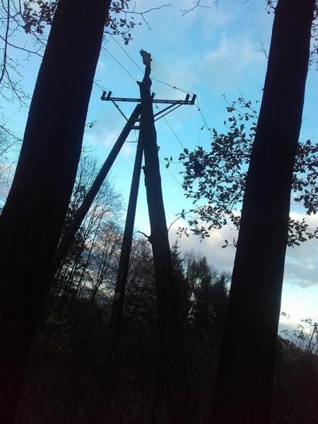 Powalone drzewo na linie energetyczne