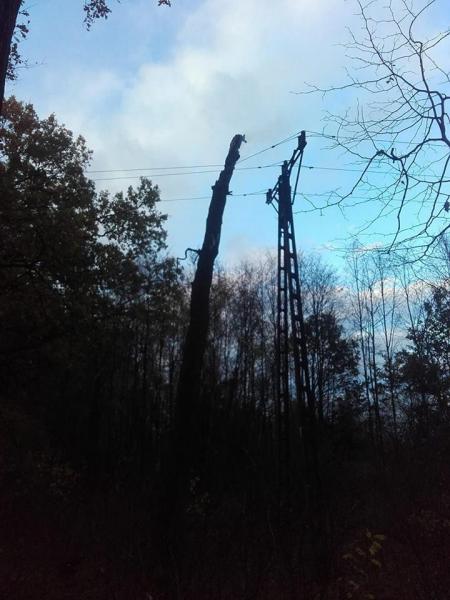 Powalone drzewo na linie energetyczne