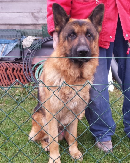 Znalezione zwierzęta