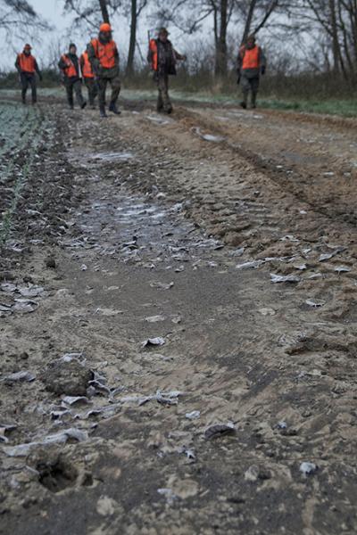 Odstrzał dzików zablokowany