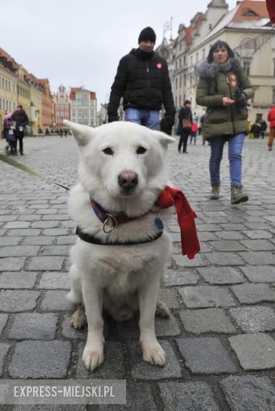 Wielka Orkiestra Świątecznej Pomocy we Wrocławiu