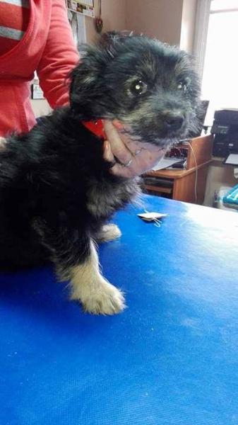 4-miesięczna suczka