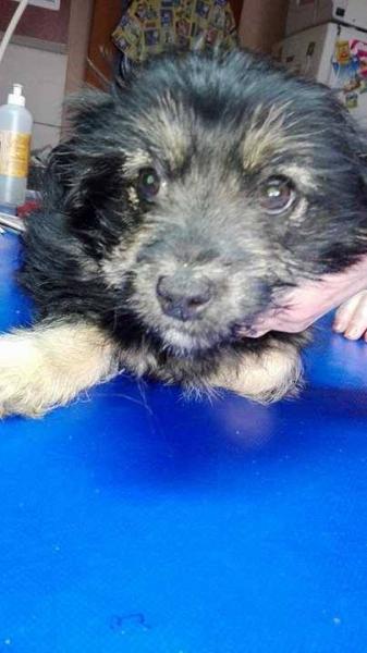 4-miesięczna suczka