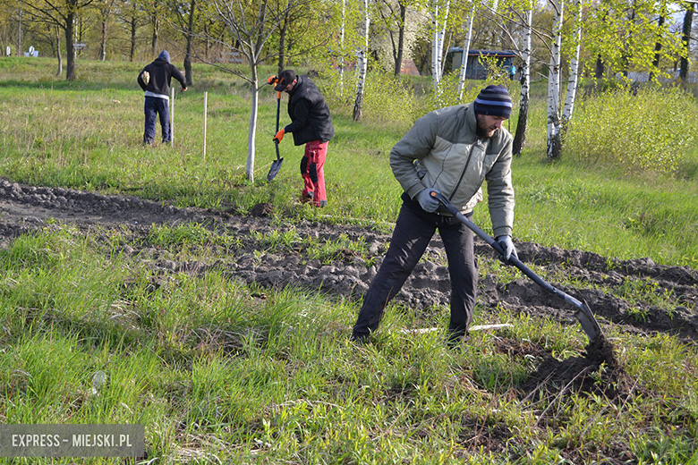 Sadzenie drzewek w Malczycach