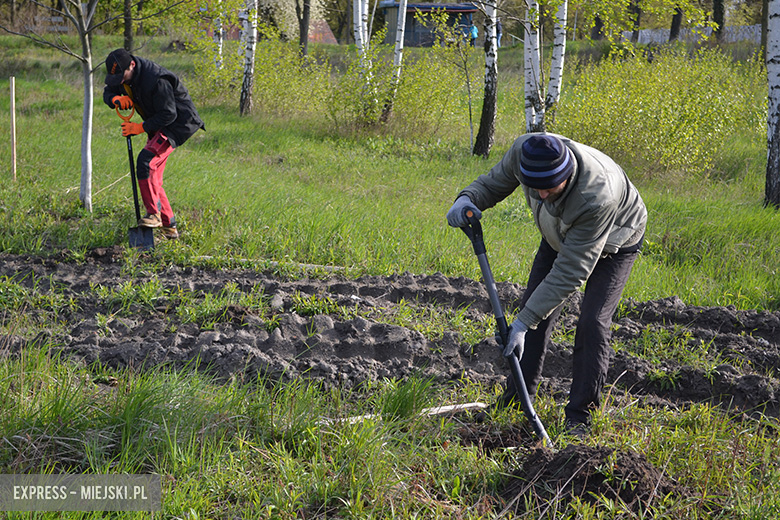 Sadzenie drzewek w Malczycach