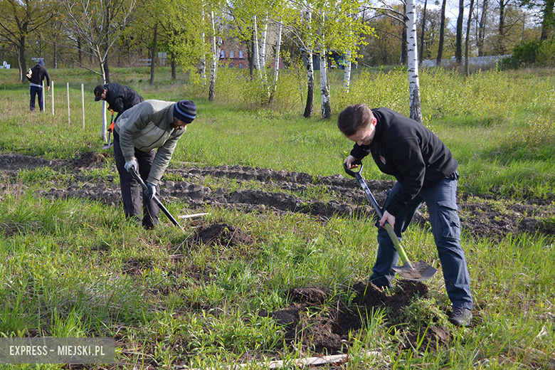 Sadzenie drzewek w Malczycach