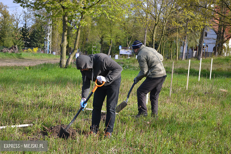 Sadzenie drzewek w Malczycach