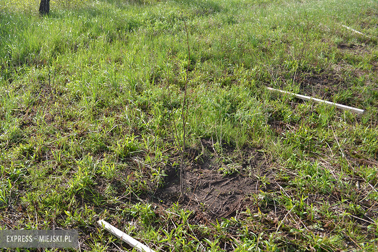 Sadzenie drzewek w Malczycach