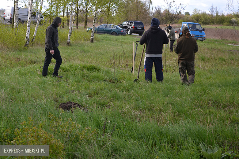Sadzenie drzewek w Malczycach