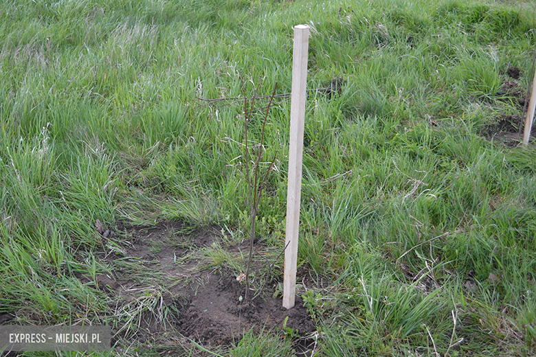 Sadzenie drzewek w Malczycach