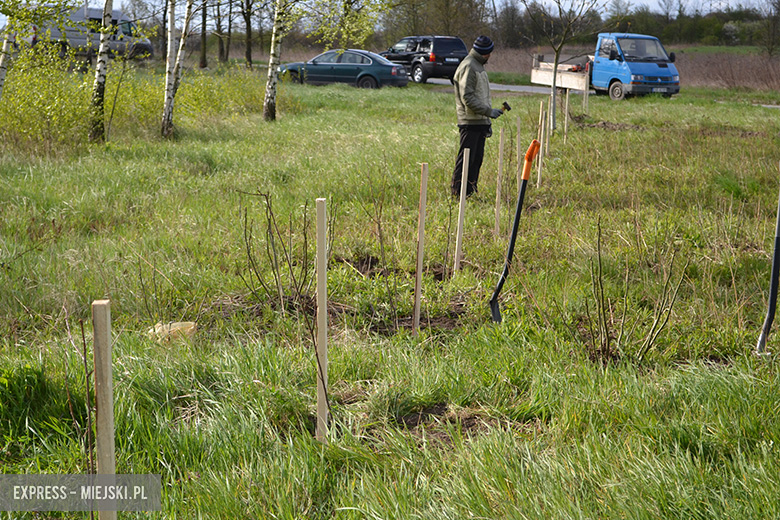 Sadzenie drzewek w Malczycach