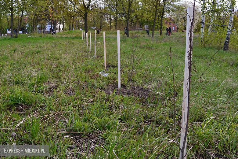 Sadzenie drzewek w Malczycach