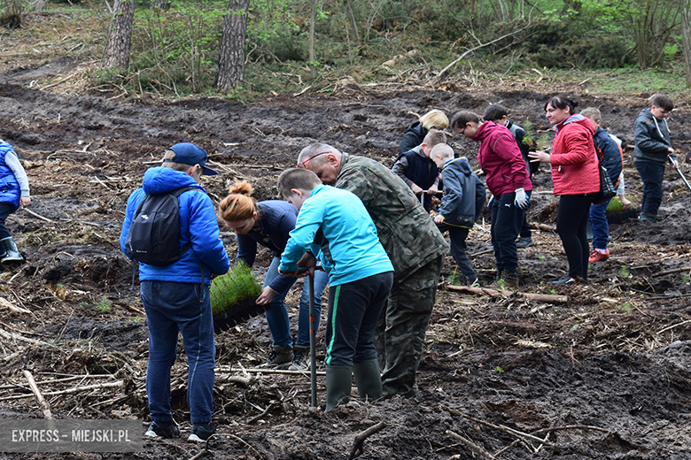 Sadzenie drzewek