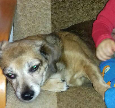 Suczka, która zaginęła