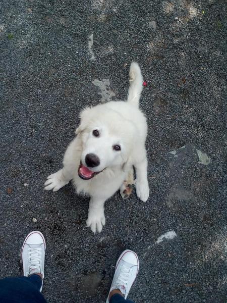 Skradziony szczeniak