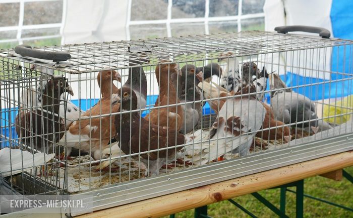 Gminne dożynki w Dębicach