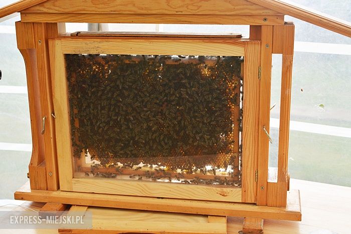 Gminne dożynki w Dębicach