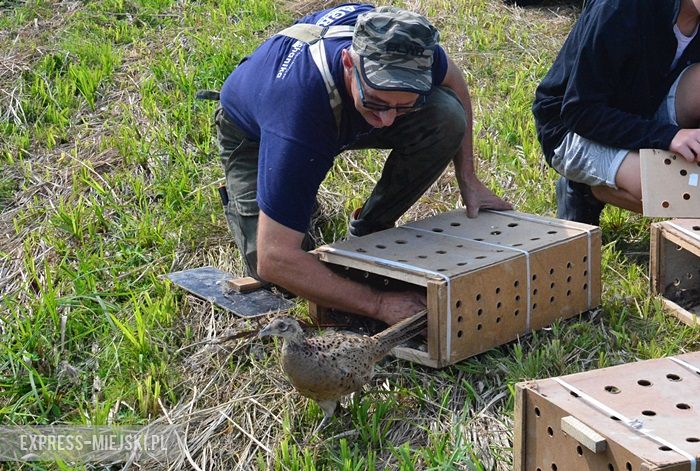 Akcja "Ożywić pola"