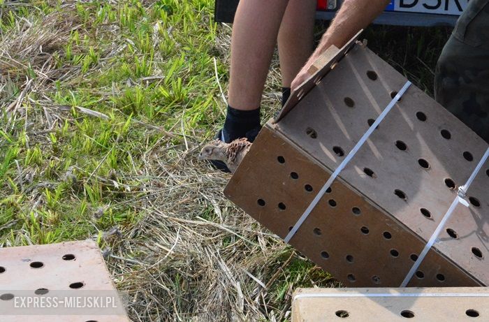 Akcja "Ożywić pola"