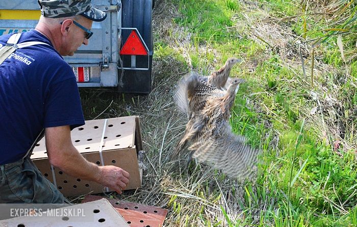 Akcja "Ożywić pola"