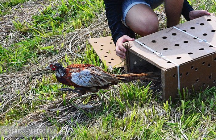 Akcja "Ożywić pola"