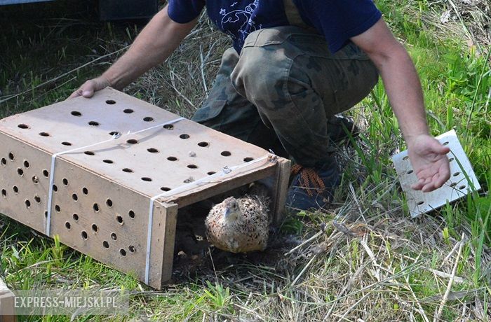 Akcja "Ożywić pola"