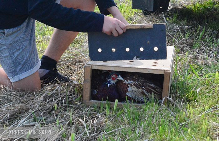 Akcja "Ożywić pola"