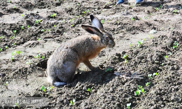 Akcja "Ożywić pola"