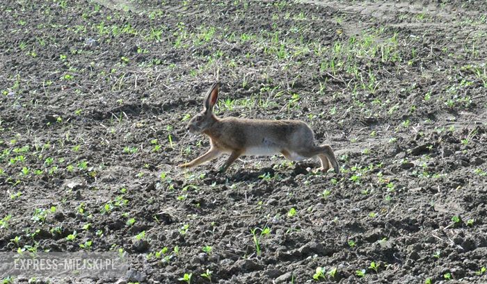 Akcja "Ożywić pola"