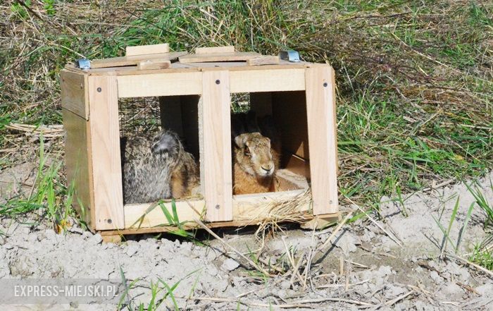 Akcja "Ożywić pola"