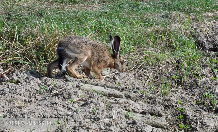Akcja "Ożywić pola"