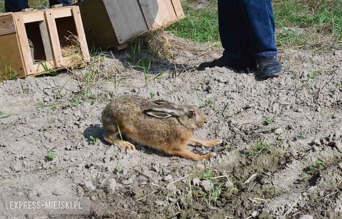 Akcja "Ożywić pola"