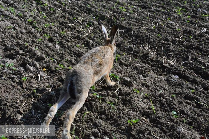 Akcja "Ożywić pola"