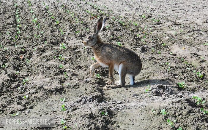 Akcja "Ożywić pola"